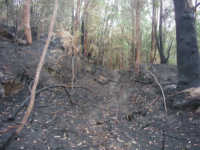 The post-bushfire condition of the formation.