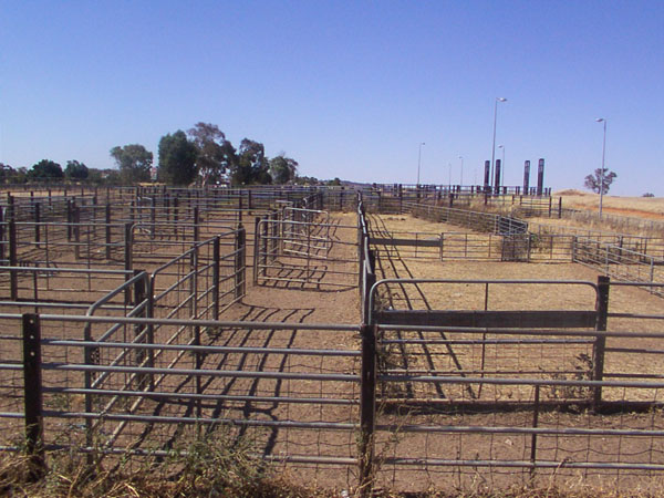 
The cattle yards adjacent to the line at Bomen.
