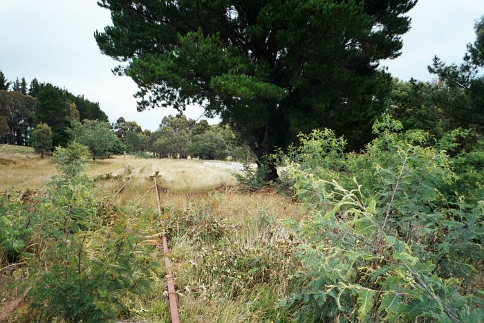 
The approach to Hazelgrove from the north.  Note that the large pine
tree in the foreground is growing through the loop line, and therefore
grew after the line closed in 1979.
