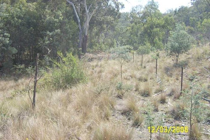 Its hard to see in this photo but between the fence and the large gum tree is a haulage formation leading to the coal mine. It is believed to be a haulage line because of the presence of old wire rope lying around.
