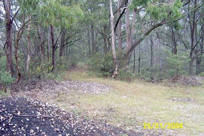 The vicinity of the 1st Newnes Junction station; Dargans Creek deviation proceeds straight ahead between the two trees. The Zig Zag Railway is extending its line along this formation towards Newnes Junction.