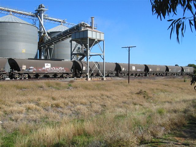 
Wheat hoppers being filled at the wheat silo.
