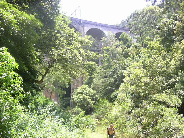 The piers of the Stanwell Creek viaduct rise out of the bush.