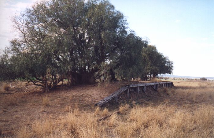 
The short passenger platform is now dominated by a large tree, in the view
looking towards Coolah.
