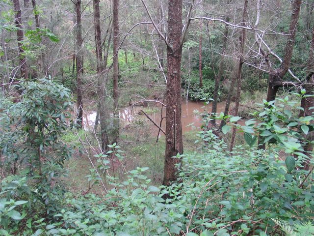 
This is the thick scrub bordering the area around Anvil Creek where the
colliery line crossed. No trace remains of the rail line that once traversed
this creek.
