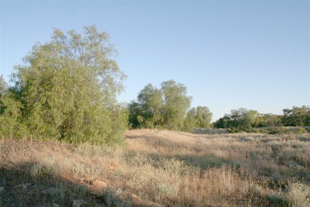 The general area around Wilga Tank. This view is looking south. The rise in the ground is the line, now covered in growth.