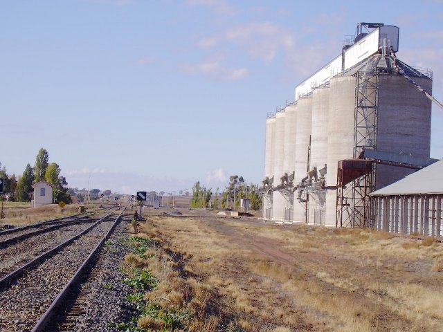 A view of the Yanco yard from the western end looking towards Narrandera.